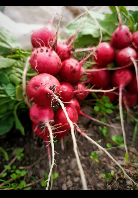 Radish Salsa - Streamside Organics