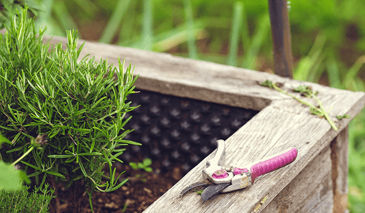 How To Preserve Autumn Herbs Before Winter Arrives - Streamside Organics