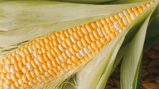 Reduce Waste: How to Make the Most of Your Fresh Corn - Streamside Organics