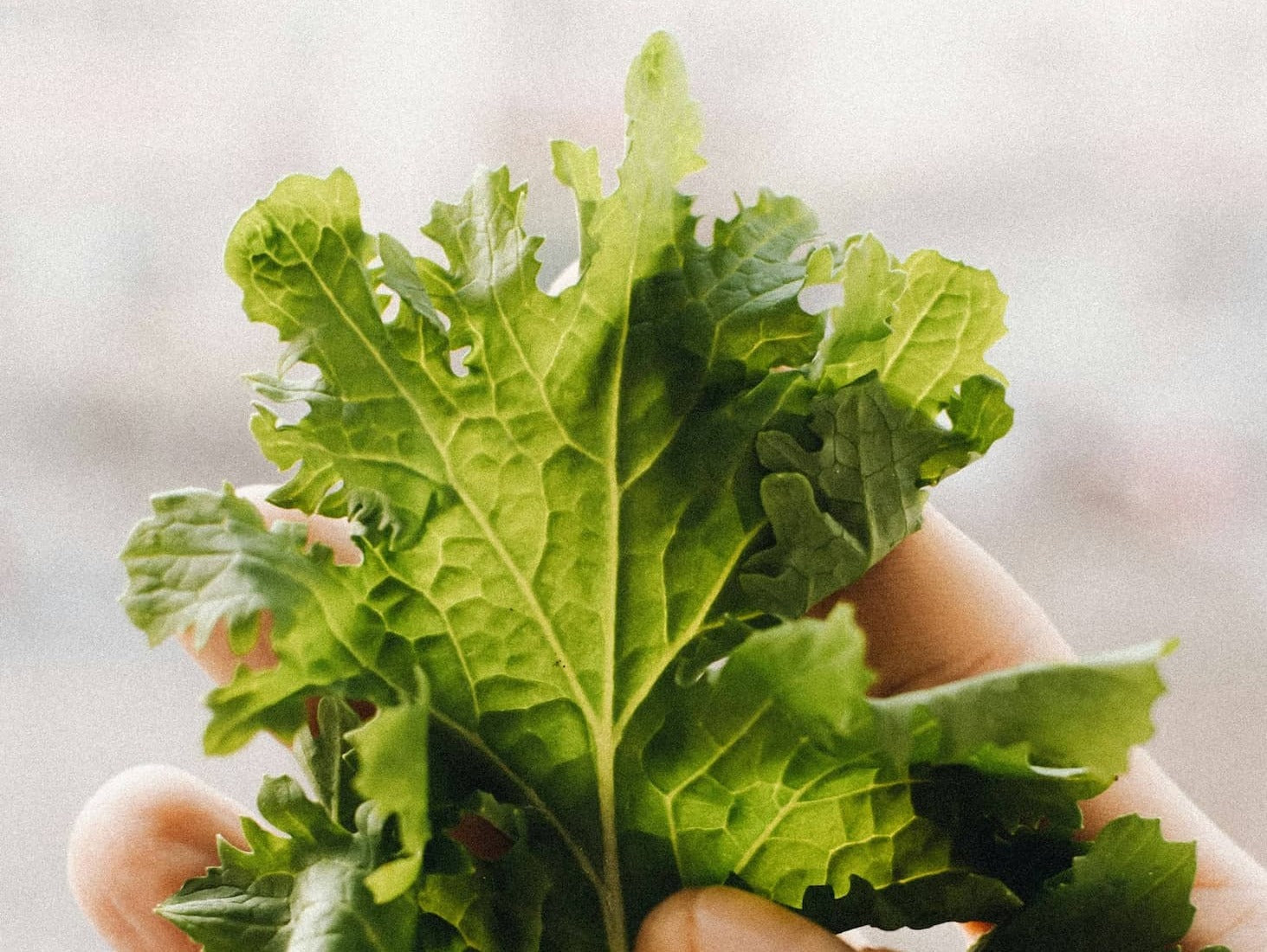 How to Keep Fresh Spring Greens from Wilting Too Quickly – Streamside ...