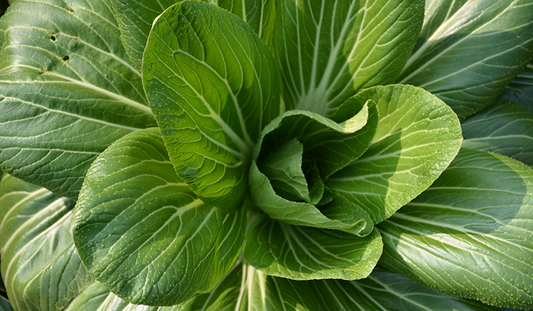 Spring has Sprung: 5 Fresh ways to eat your greens