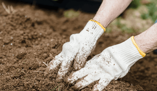 The Secret Life of Winter Soil