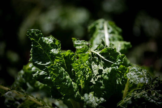 What to do with silverbeet (besides boiling it!)