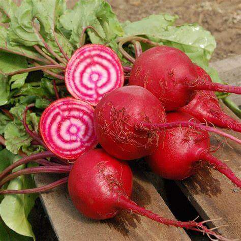 Beetroot Bunch - Chioggia