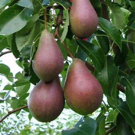 Pears Belle du Jumet 1Kg
