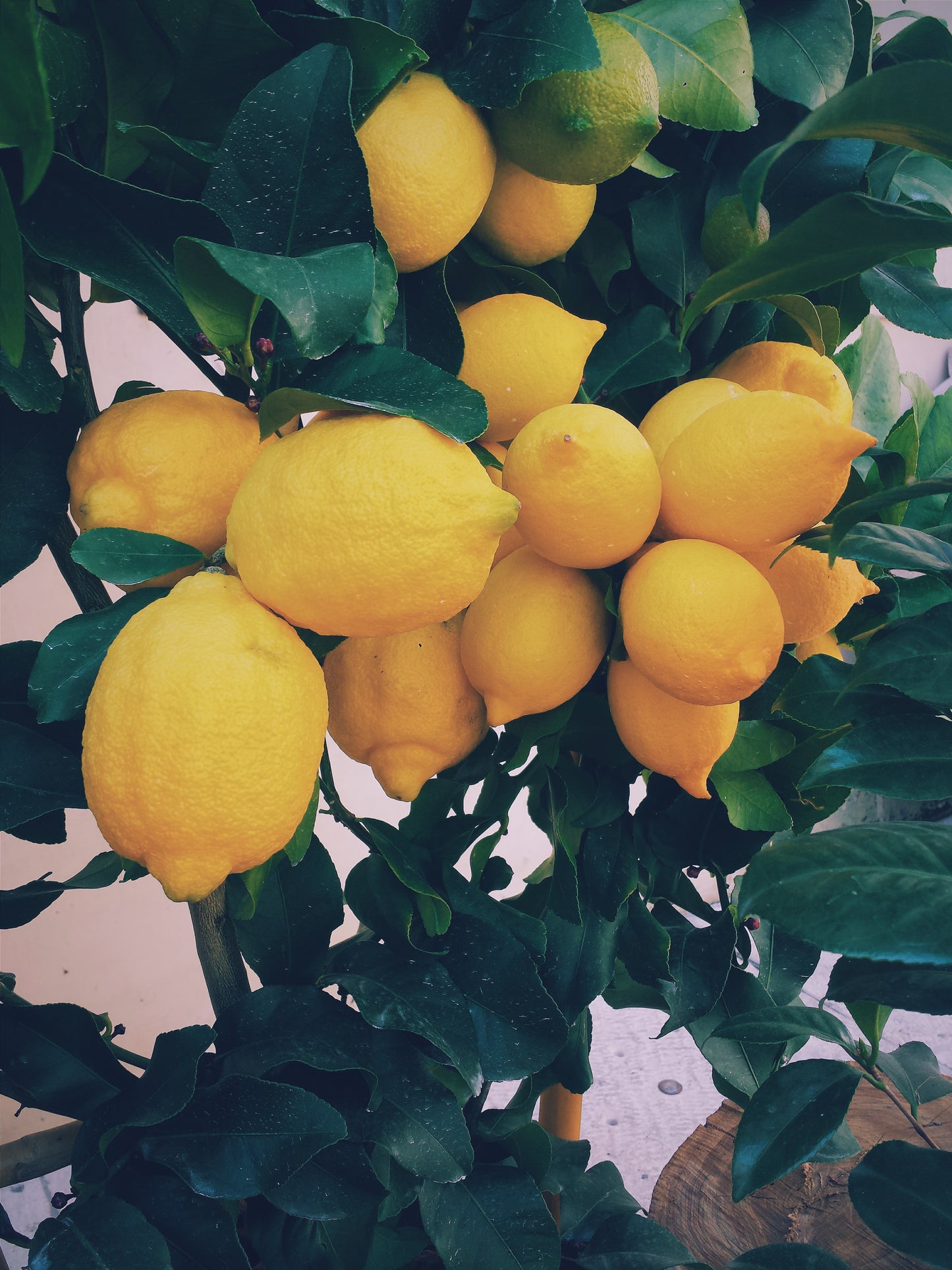 Lemons 1Kg