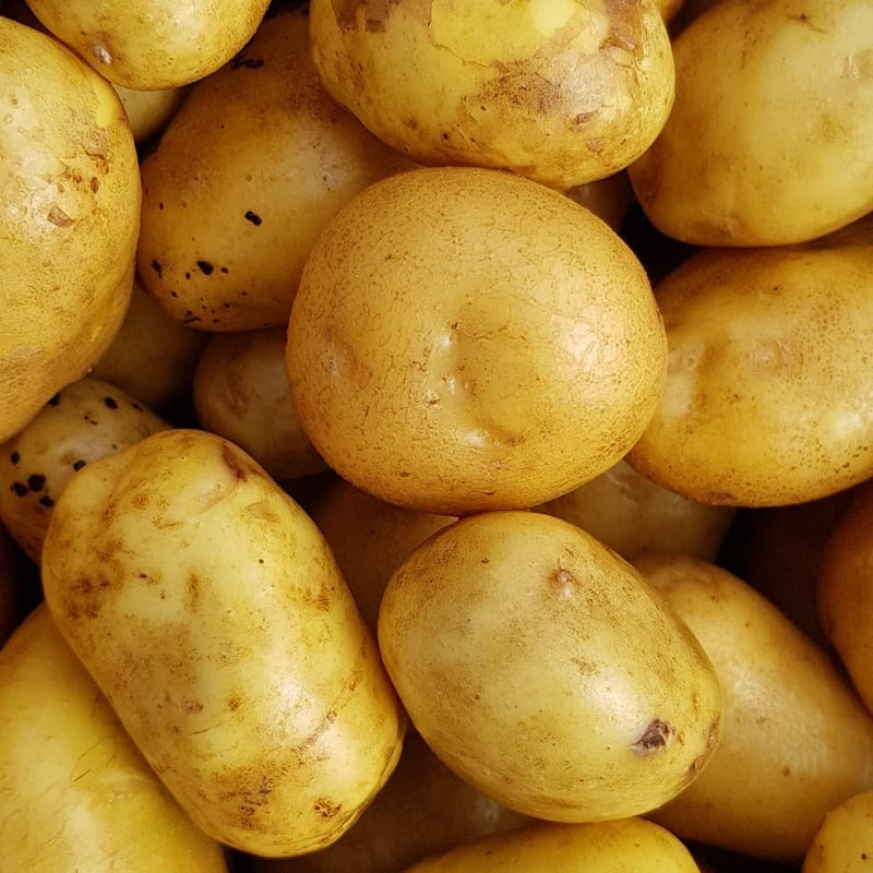 Potato Agria 500g