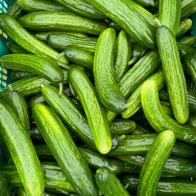 Streamside Organics Cucumber Lebanese