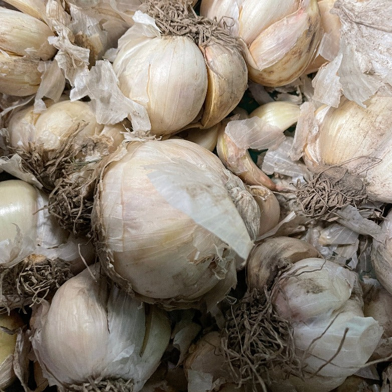 Garlic Bulb ea