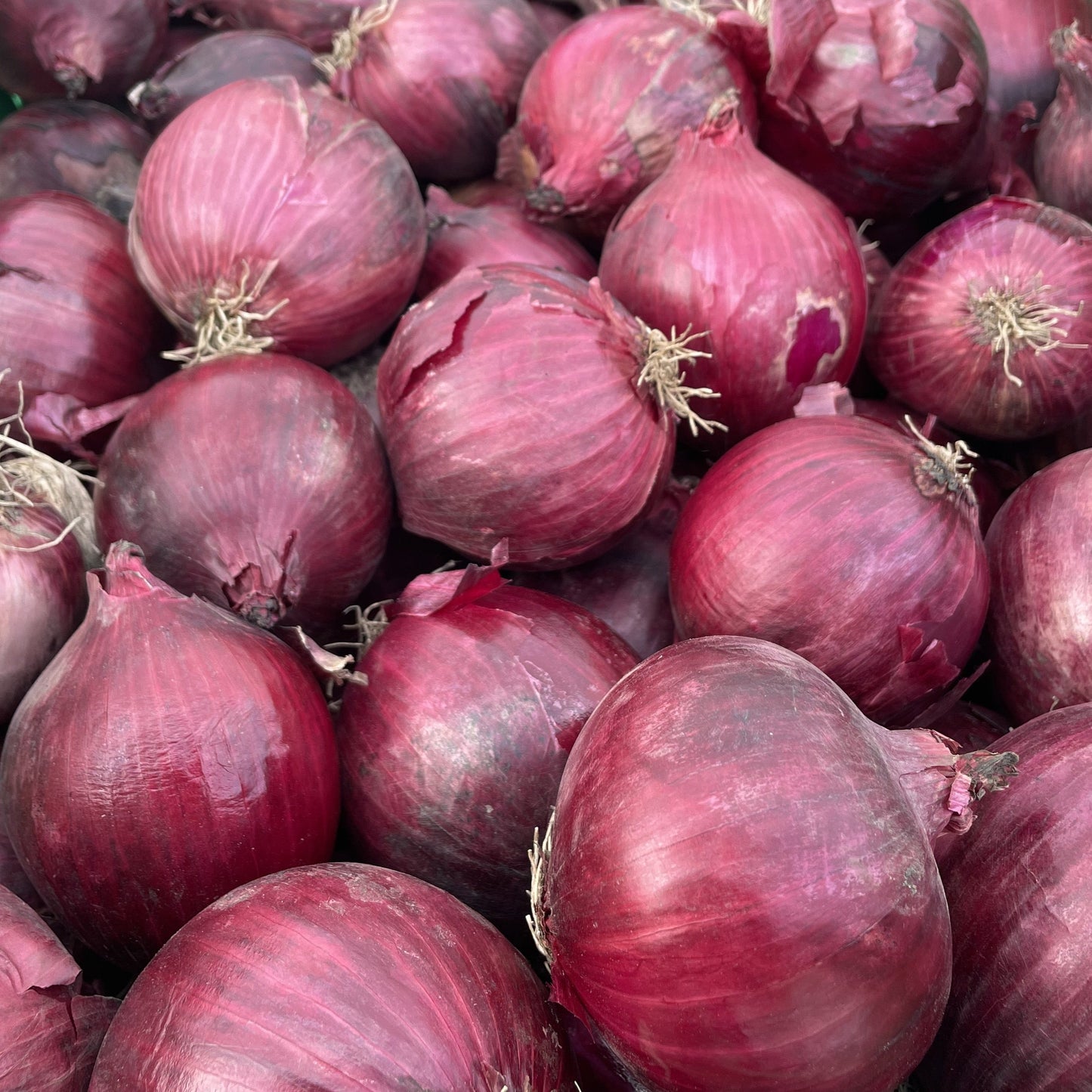 Red Onions 2x