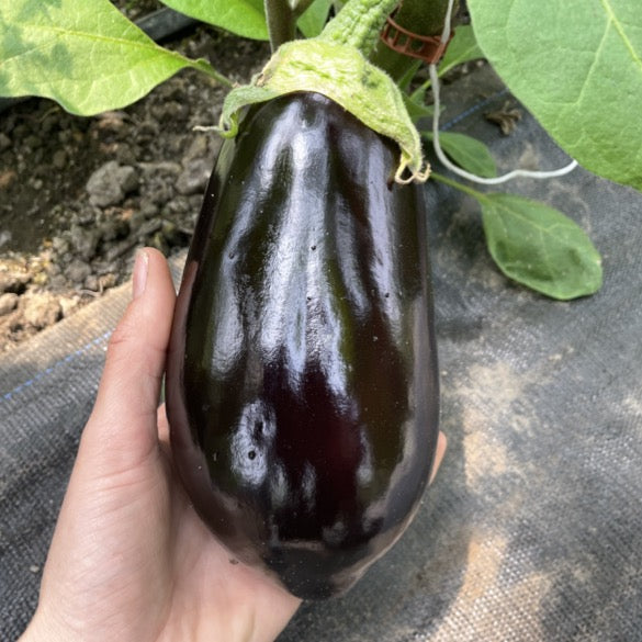 Eggplant ea