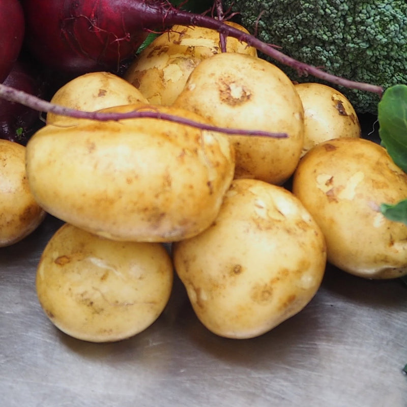 Potatoes - Jersey Benne 1kg